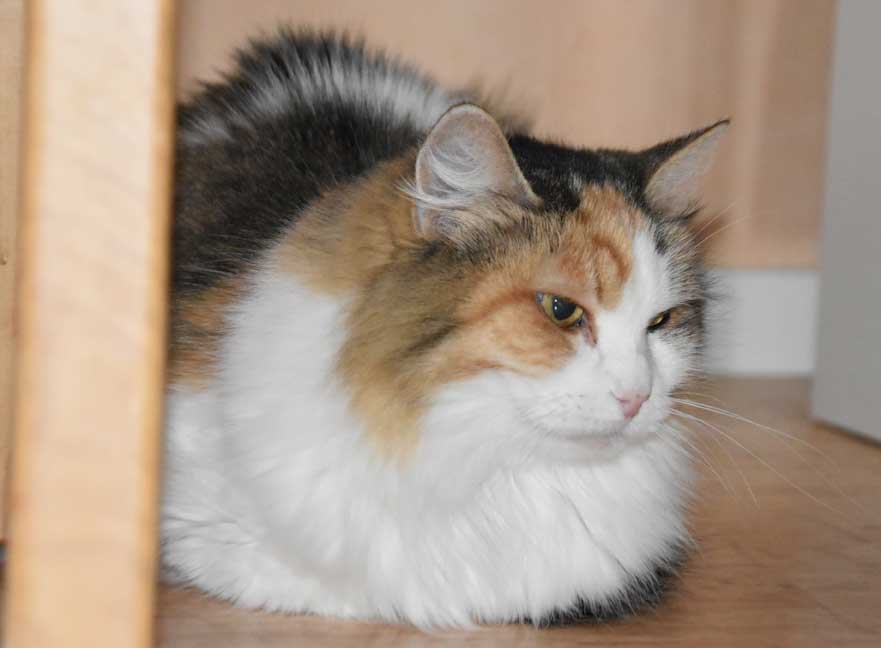 Sibirisk katt Dani