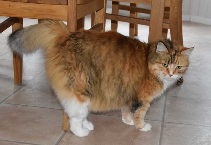 Sibirisk katt Dani