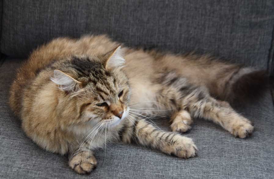 Sibirisk katt Gabbie