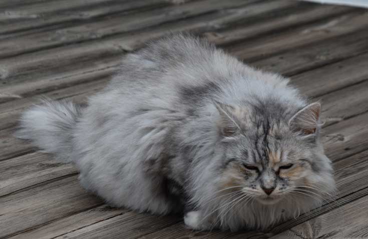 Sibirisk katt Zinnie