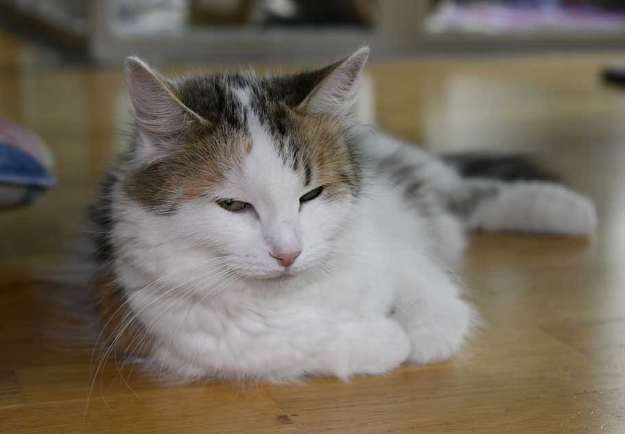 Sibirisk katt Tracie