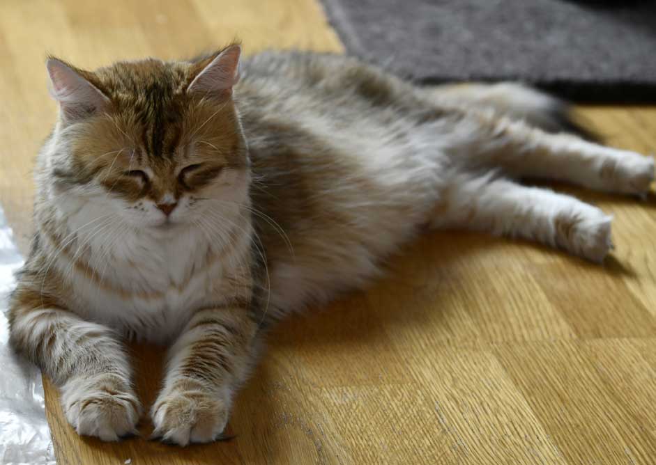 Sibirisk katt Uni