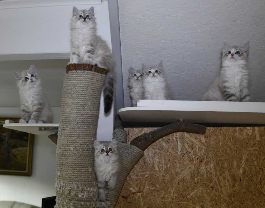 Neva Masquerade kattungar H3-kull