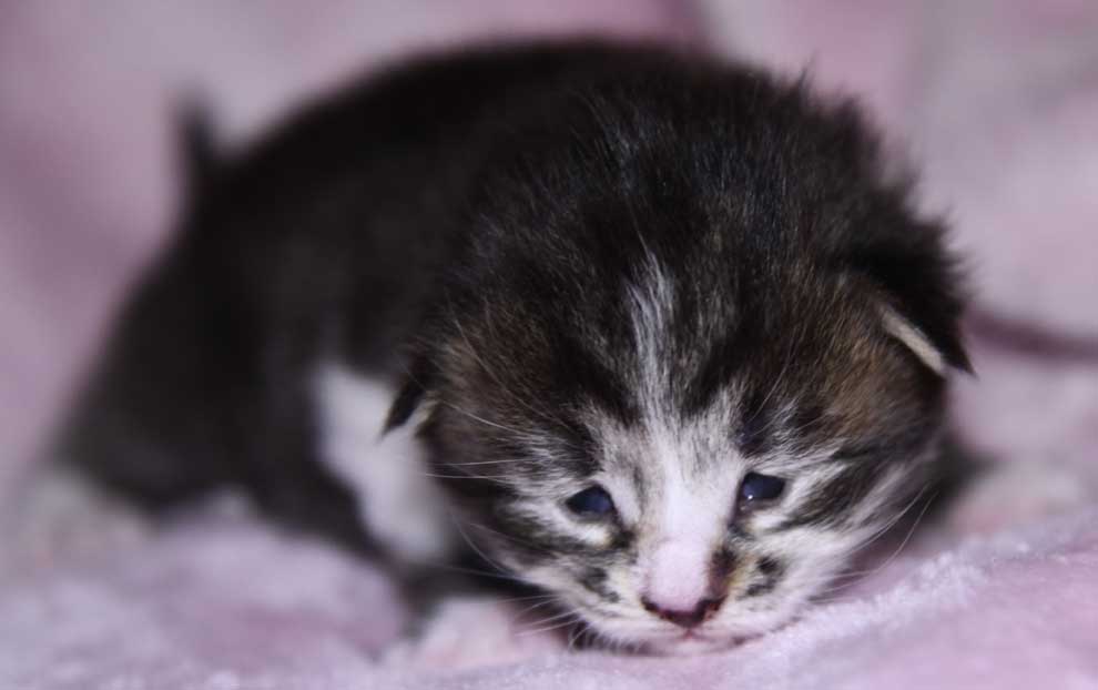 Sibirisk katt Jed