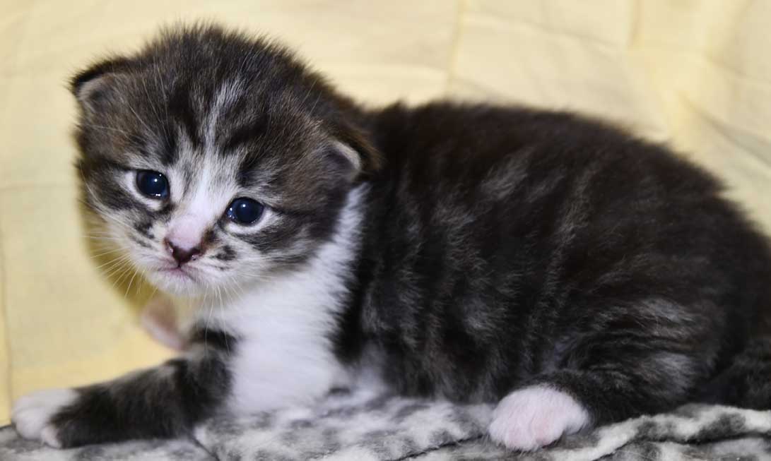 Sibirisk kattunge Jed