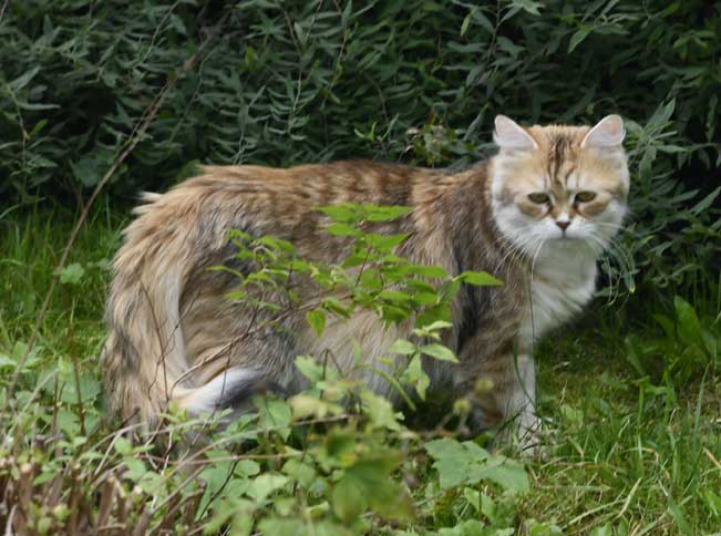 Sibirisk katt Uni