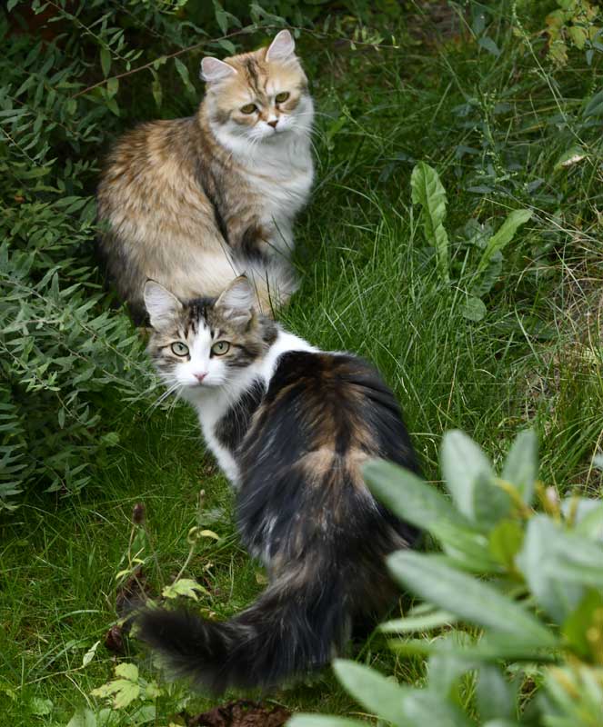 Sibirisk katt Uni och Vickie