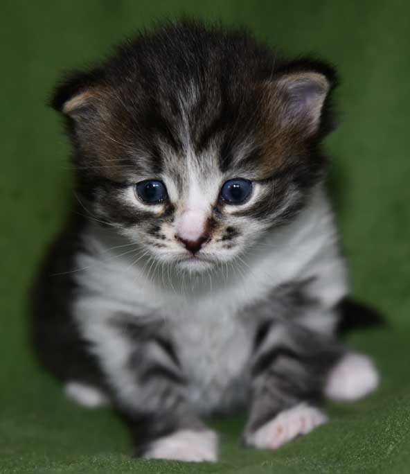 Sibirisk kattunge Jed