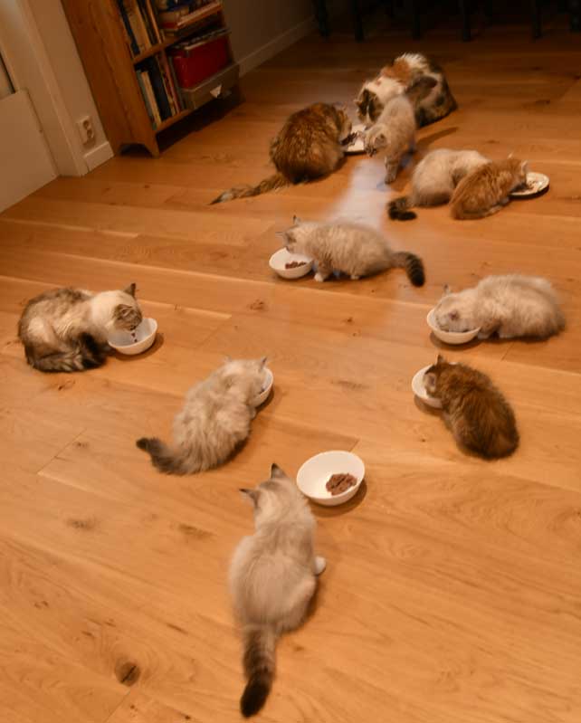 Sibiriska katter o kattungar Starskys