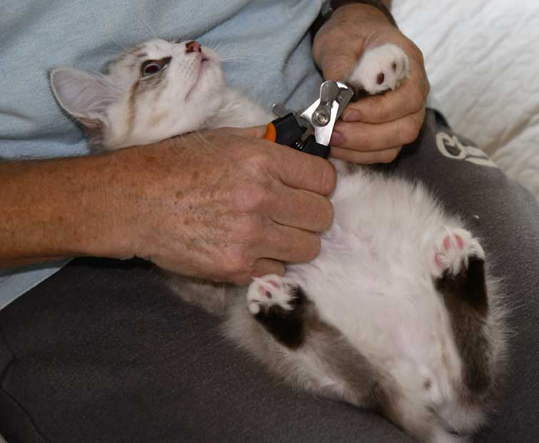Neva Masquerade kattunge Hermann