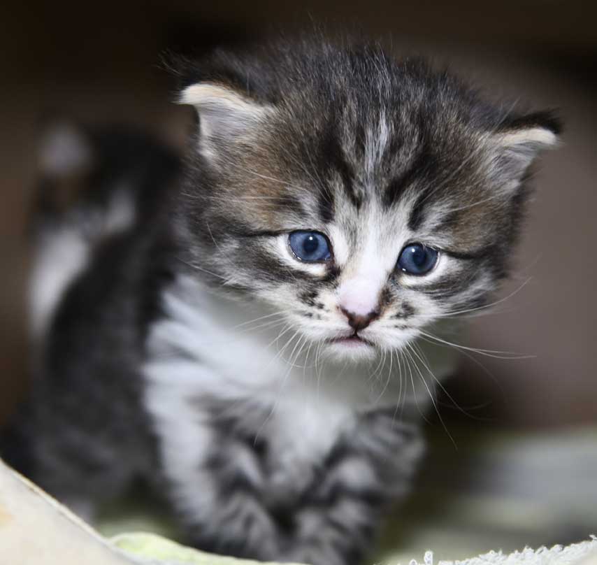 Sibirisk kattunge Jed