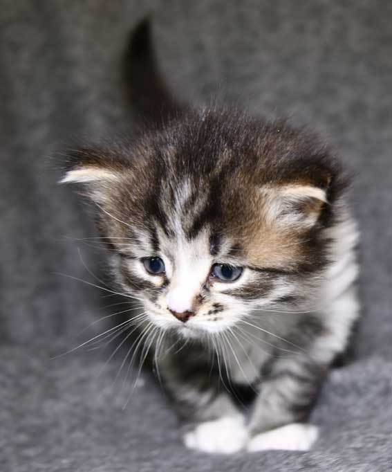 Sibirisk kattunge Jed