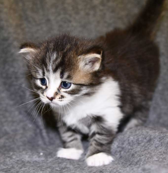 Sibirisk kattunge Jed