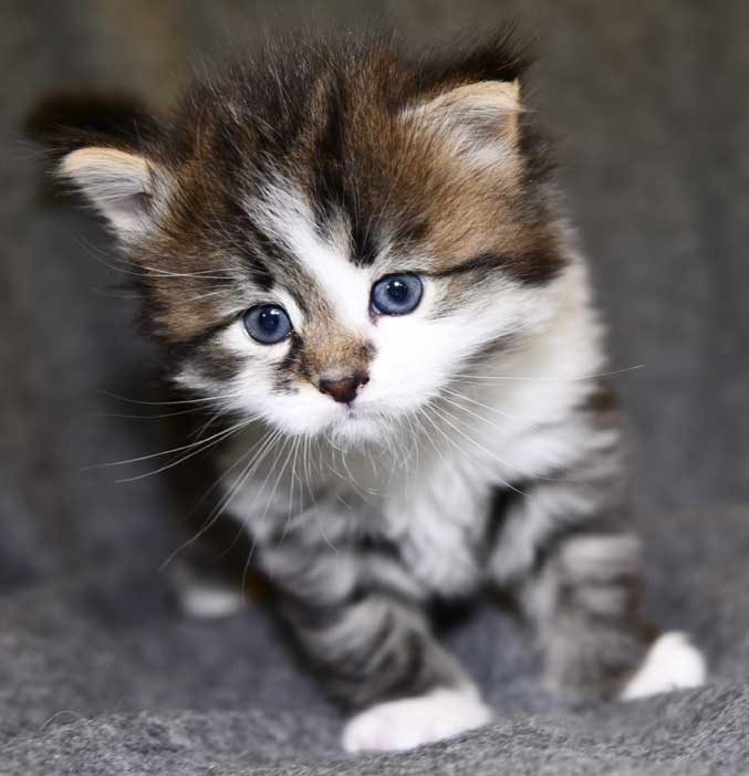 Sibirisk kattunge Juza