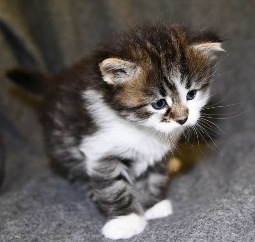 Sibirisk kattunge Juza