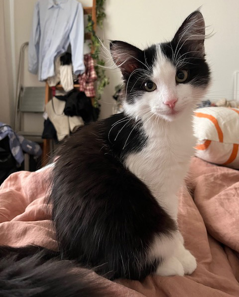 Sibirisk kattunge Gliese