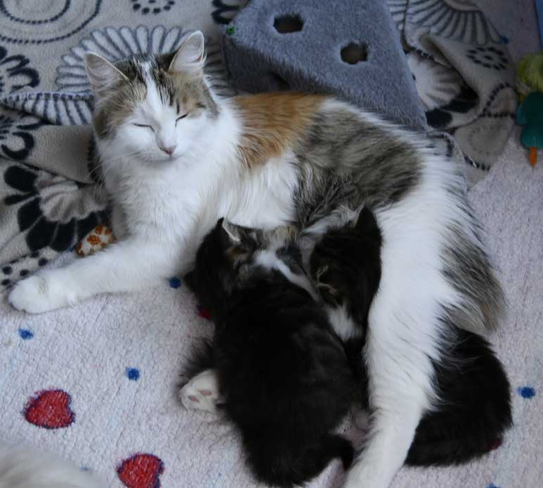 Sibiriska kattungar J3-kull