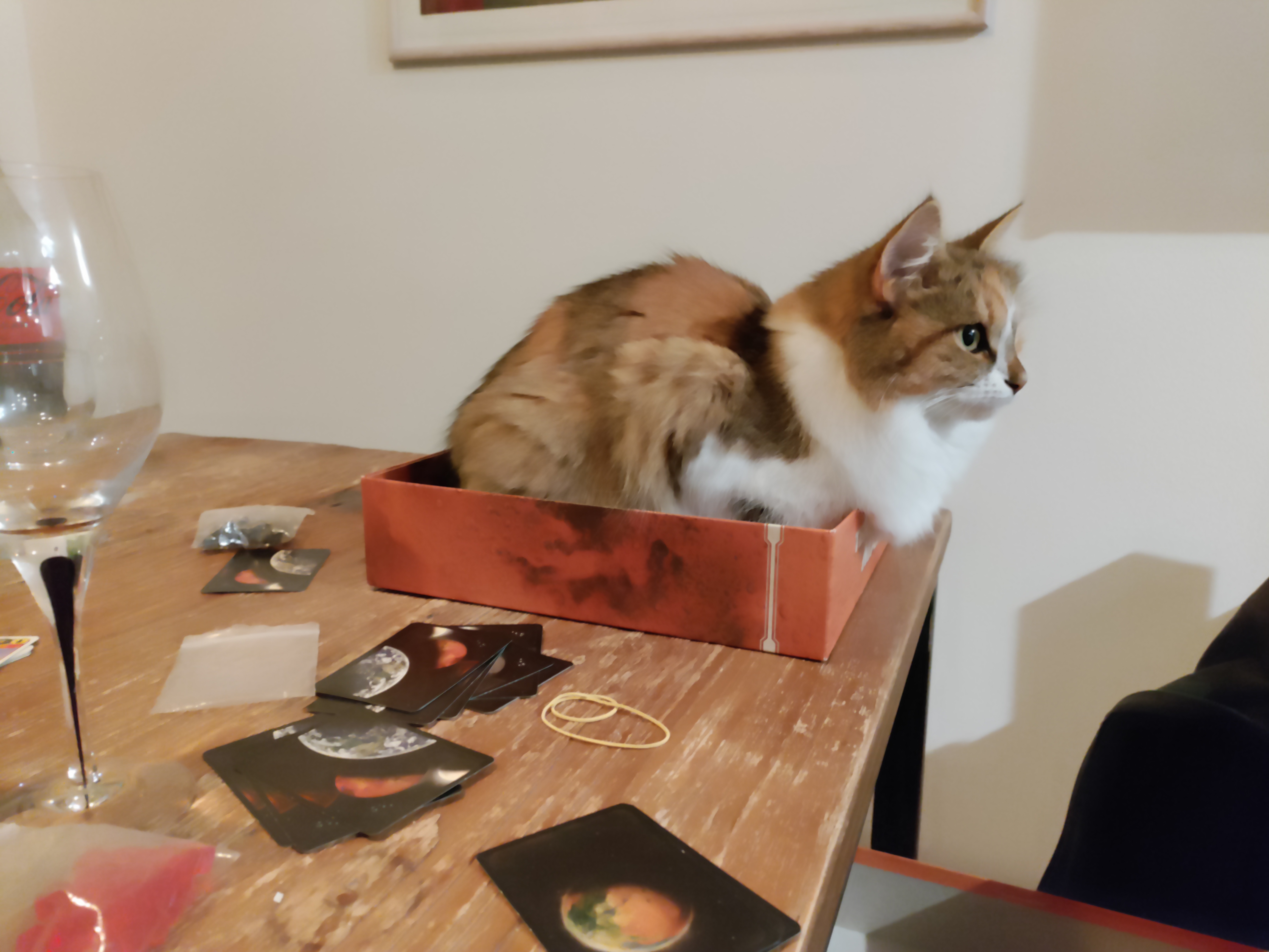 Sibirisk katt Ebella