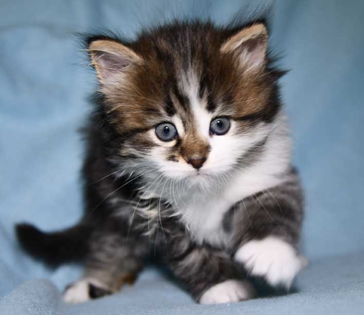 Sibirisk kattunge Juza