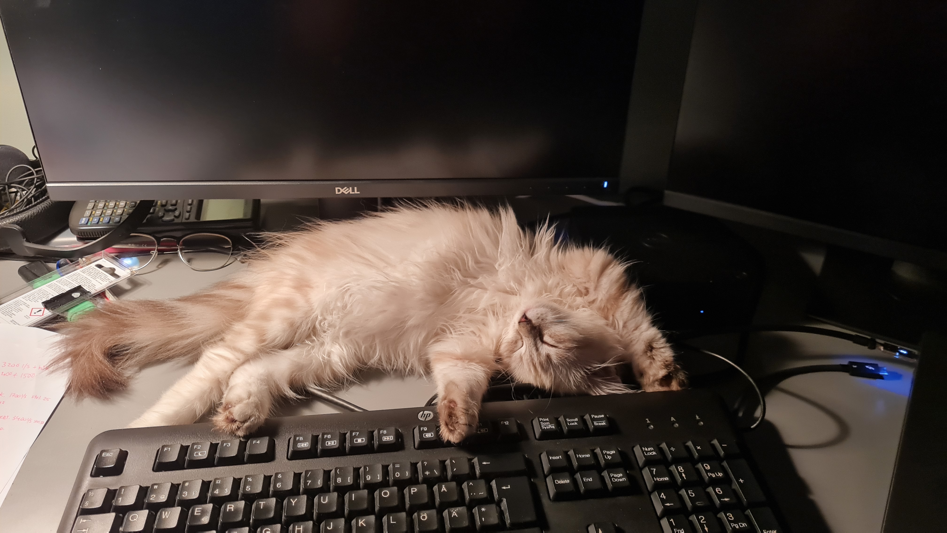 Sibirisk katt Hilkka