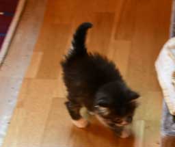 Sibirisk kattunge Jed