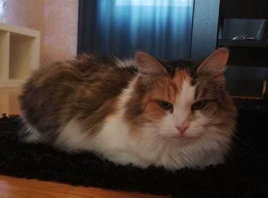 Sibirisk katt Colbie