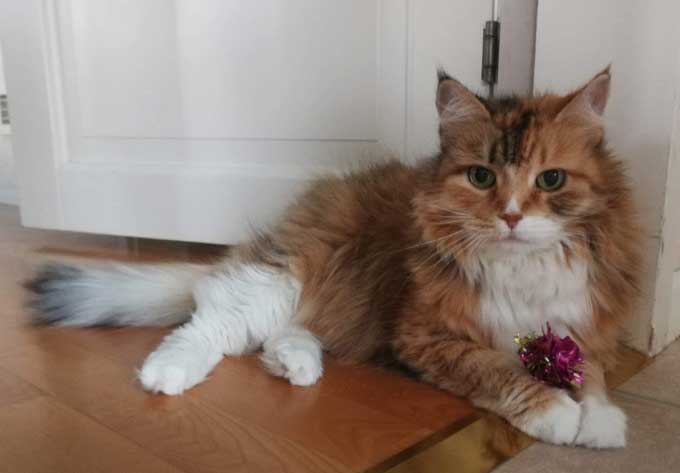 Sibirisk katt Colbie