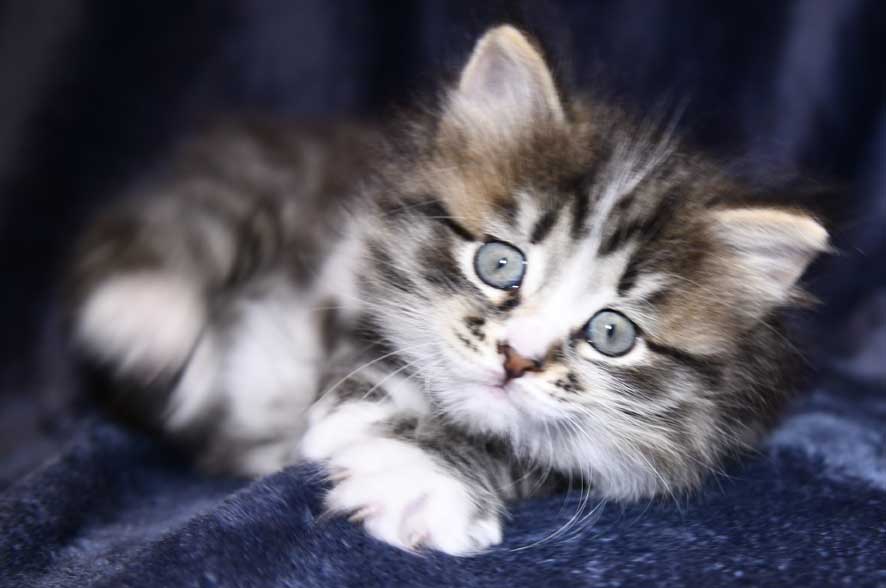 Sibirisk Kattunge Jed
