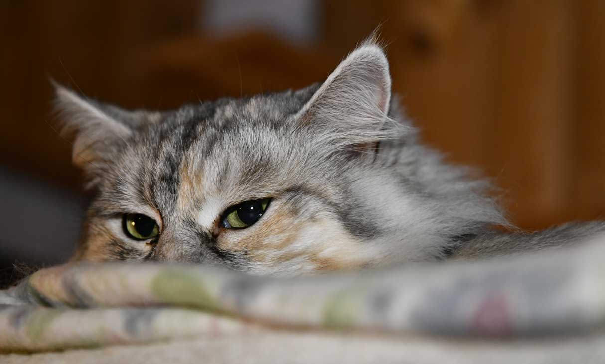 Sibiriskkatt Zinnie