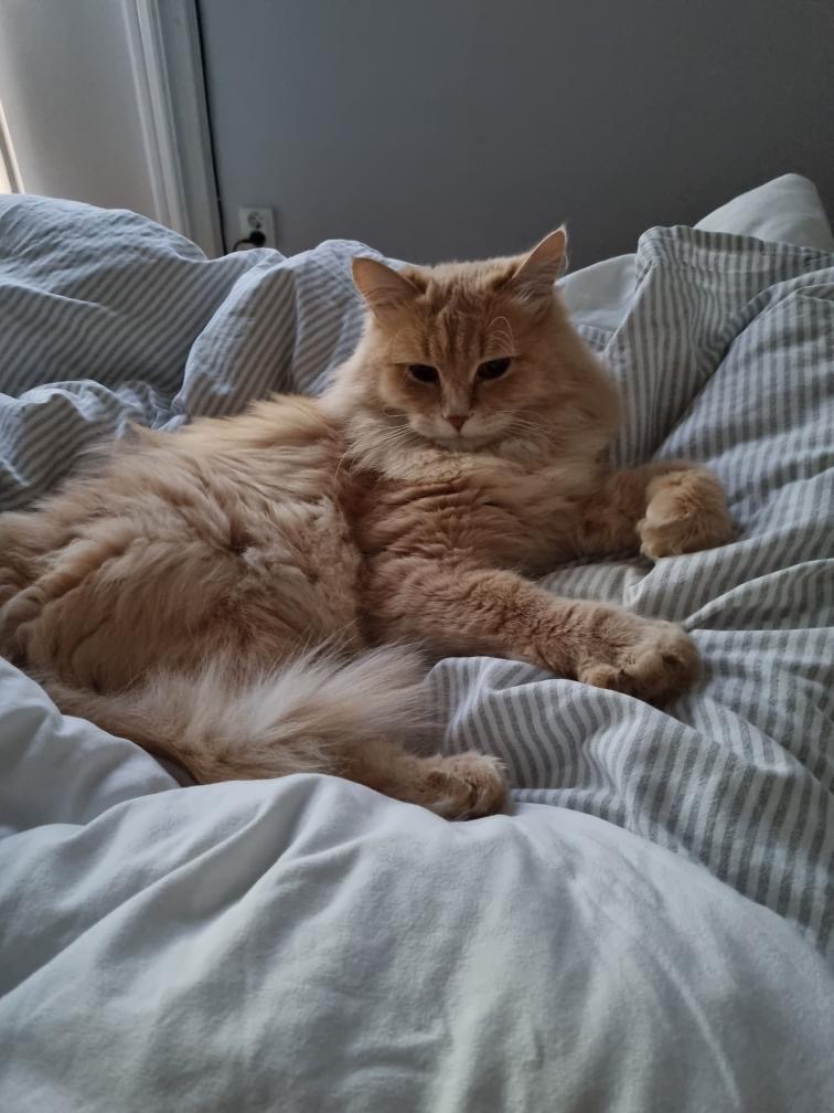 Sibirisk katt Barry