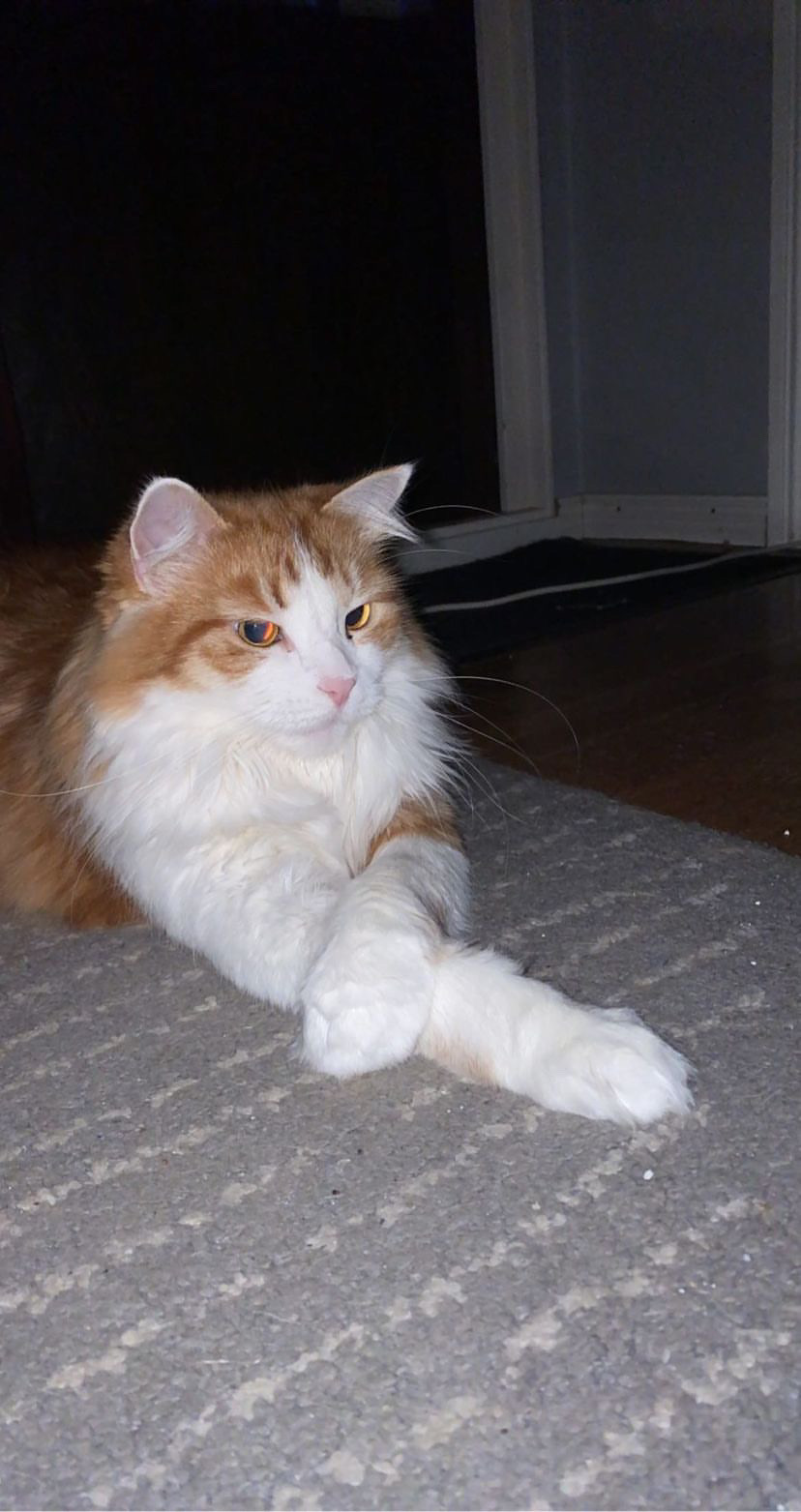 Sibirisk katt Pollux