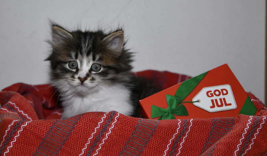 gOD jUL jED