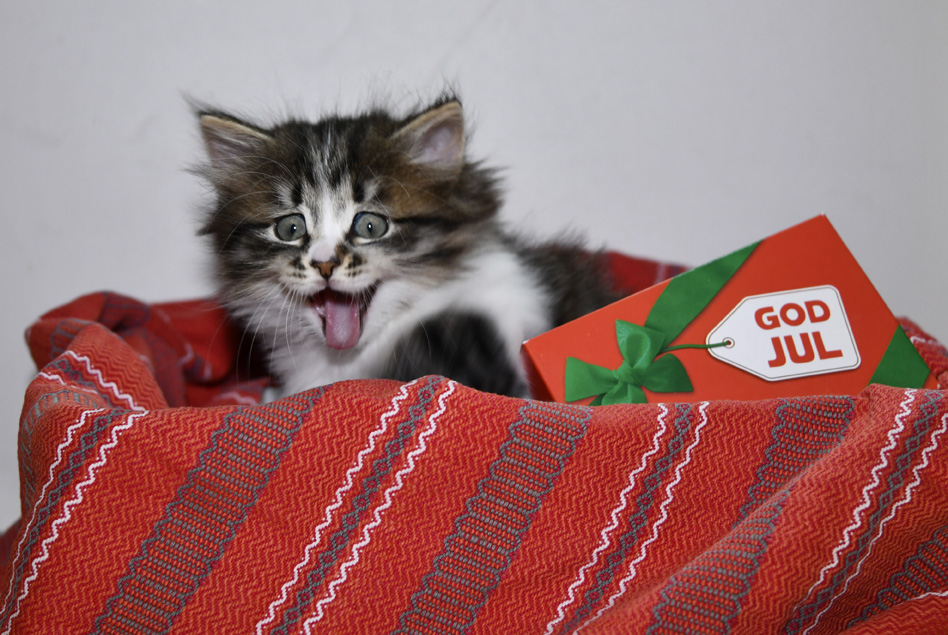 gOD jUL jED