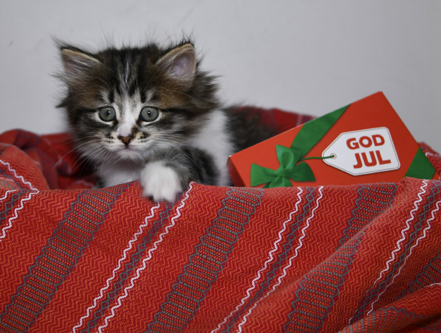 God Jul Jed