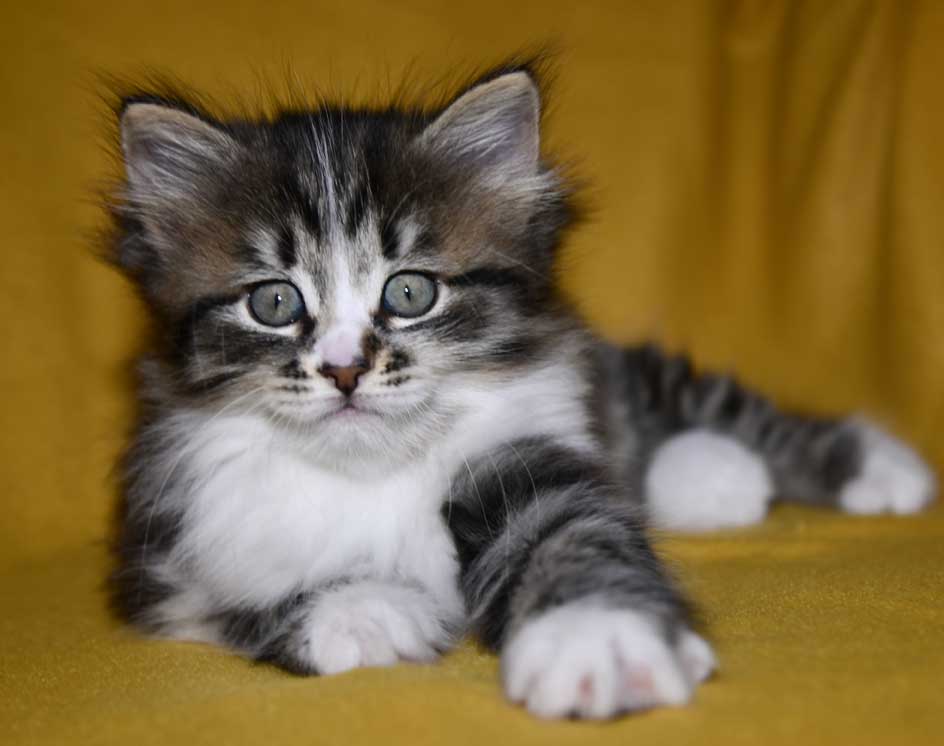 Sibirisk kattunge Jed