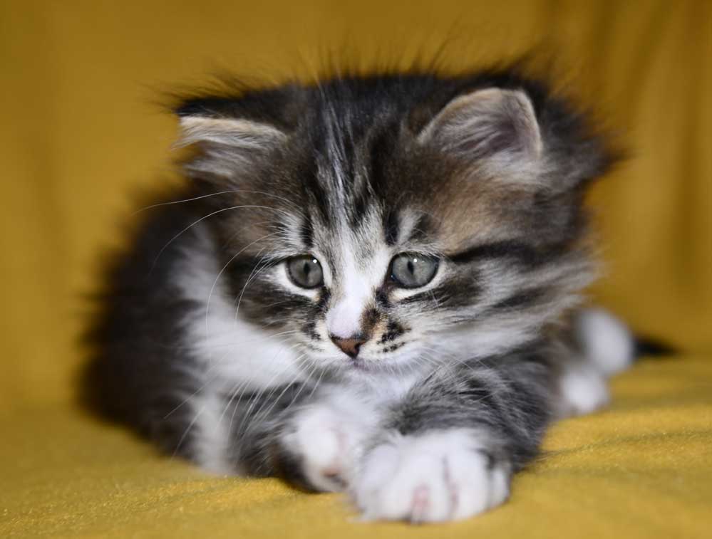 Sibirisk kattunge Jed