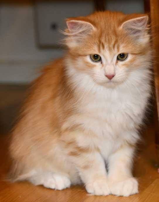 Sibirisk kattunge Izar
