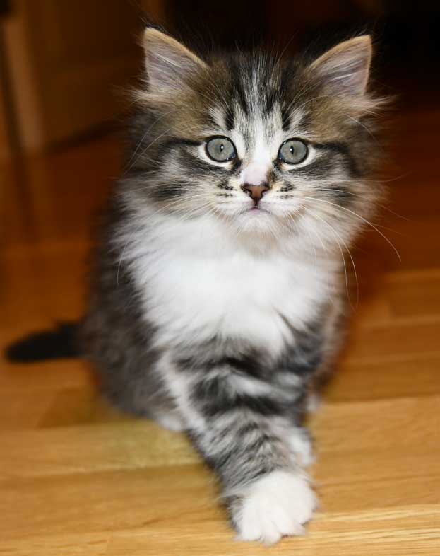 Sibirisk kattunge Jed