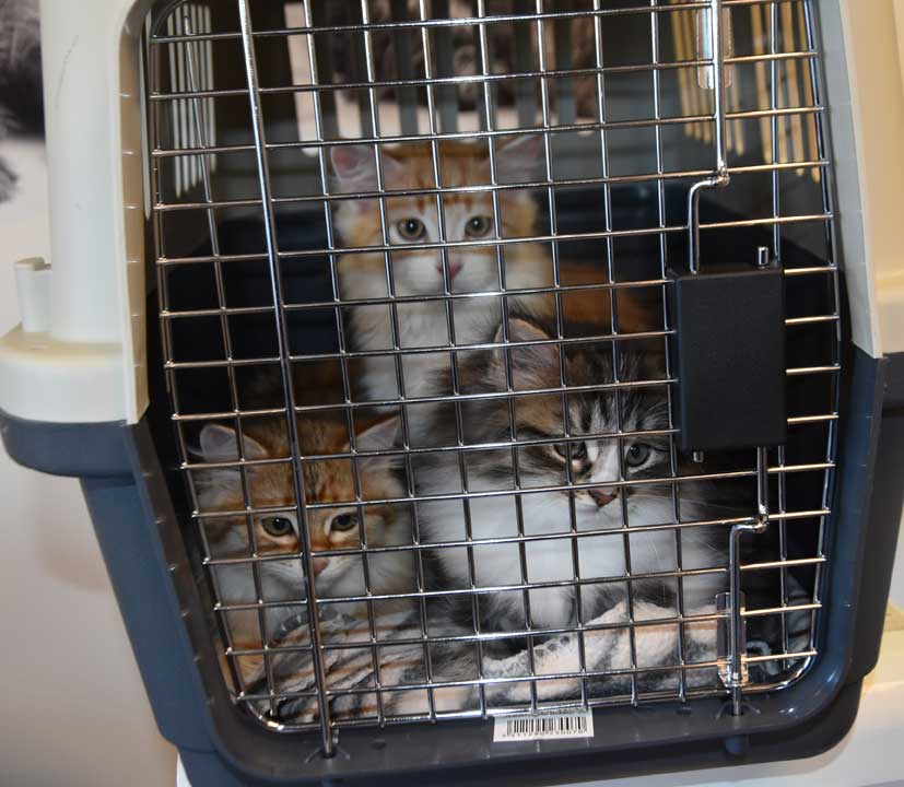 Sibiriska kattungar I3Jed