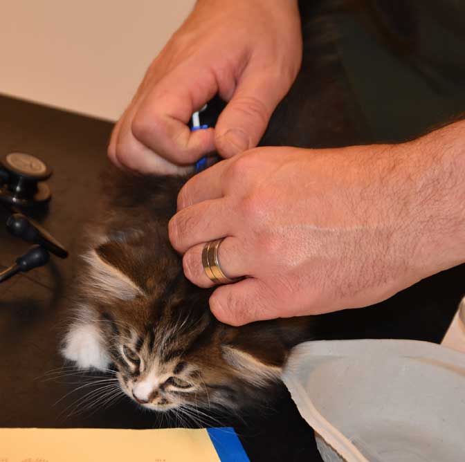Sibirisk kattunge Jed