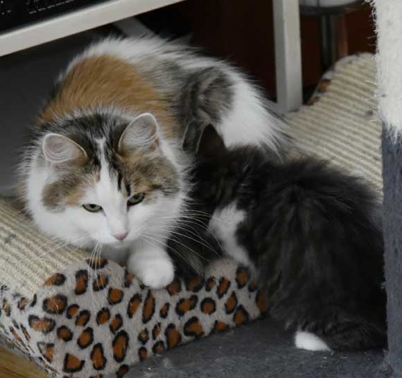 Sibirisk kattunge J3-kull