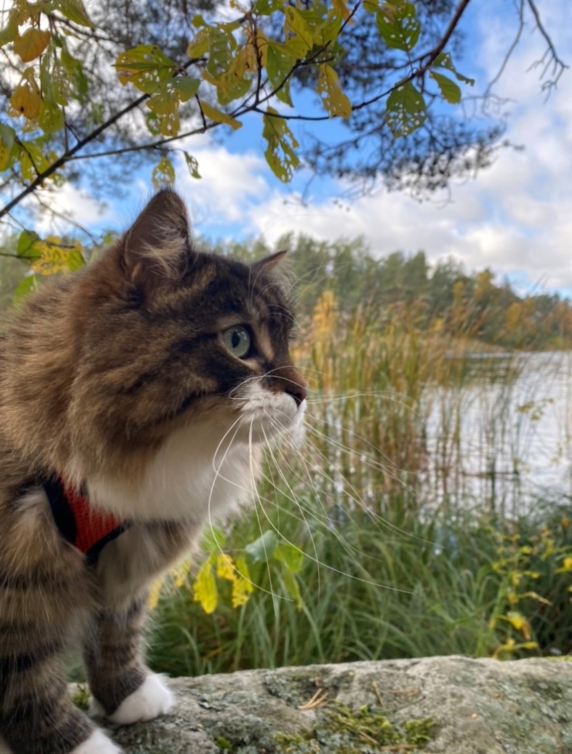 Sibirisk katt Zwicky