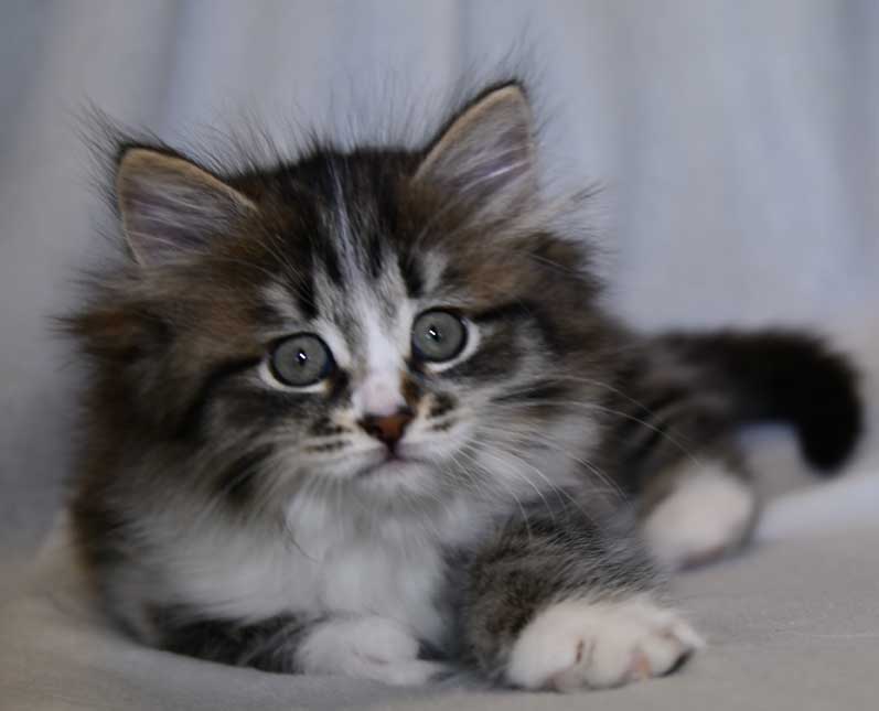 Sibirisk kattunge Jed