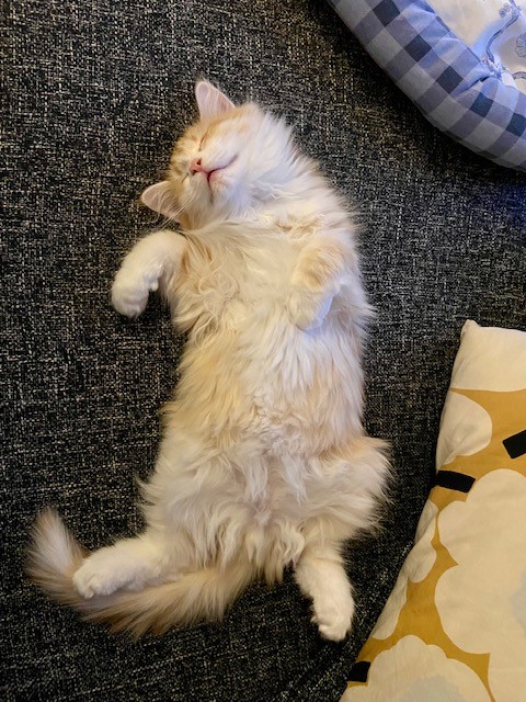 Sibirisk katt Izar
