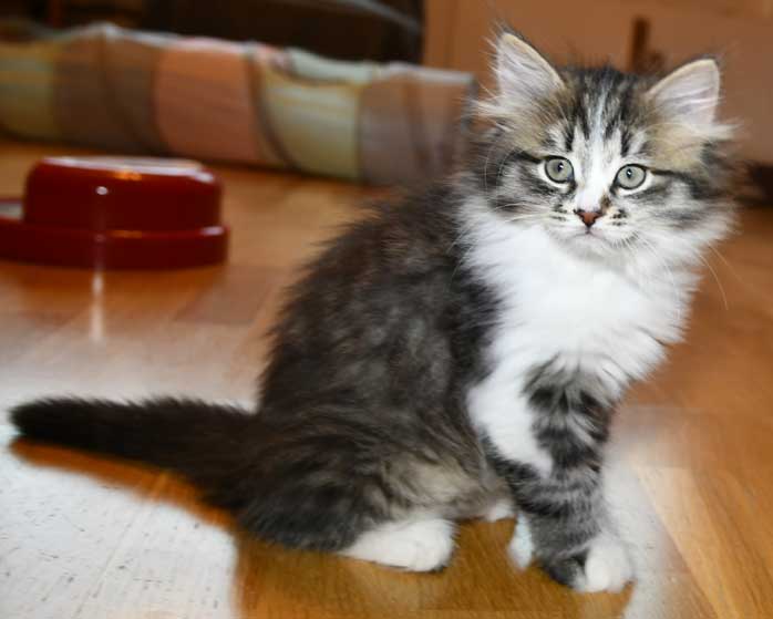 Sibirisk kattunge Jed