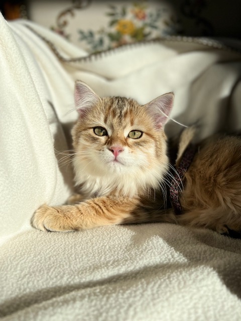Sibirisk katt Indi