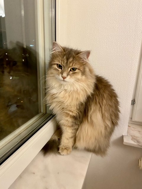 Sibirisk katt Beemim