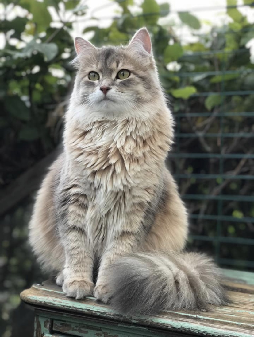 Sibirisk katt Fabiola