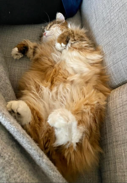 Sibirisk katt Fortuna