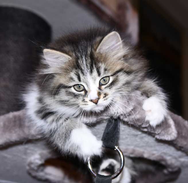 Sibirisk kattunge Jed